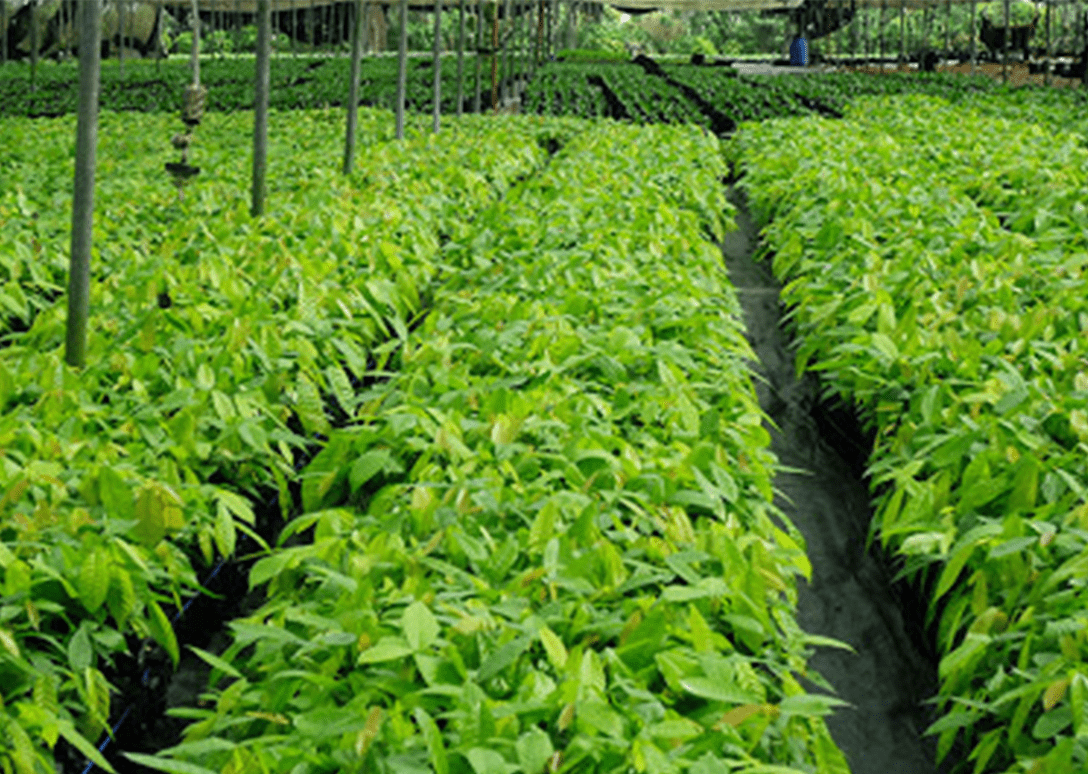 AgroBat-CI-pepiniere-de-cacao3-min