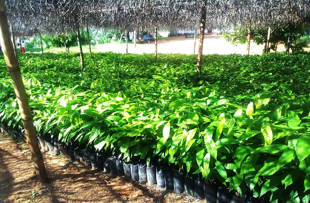 Cacao-durable_Pepiniere-_La-Voix-Du-Paysan